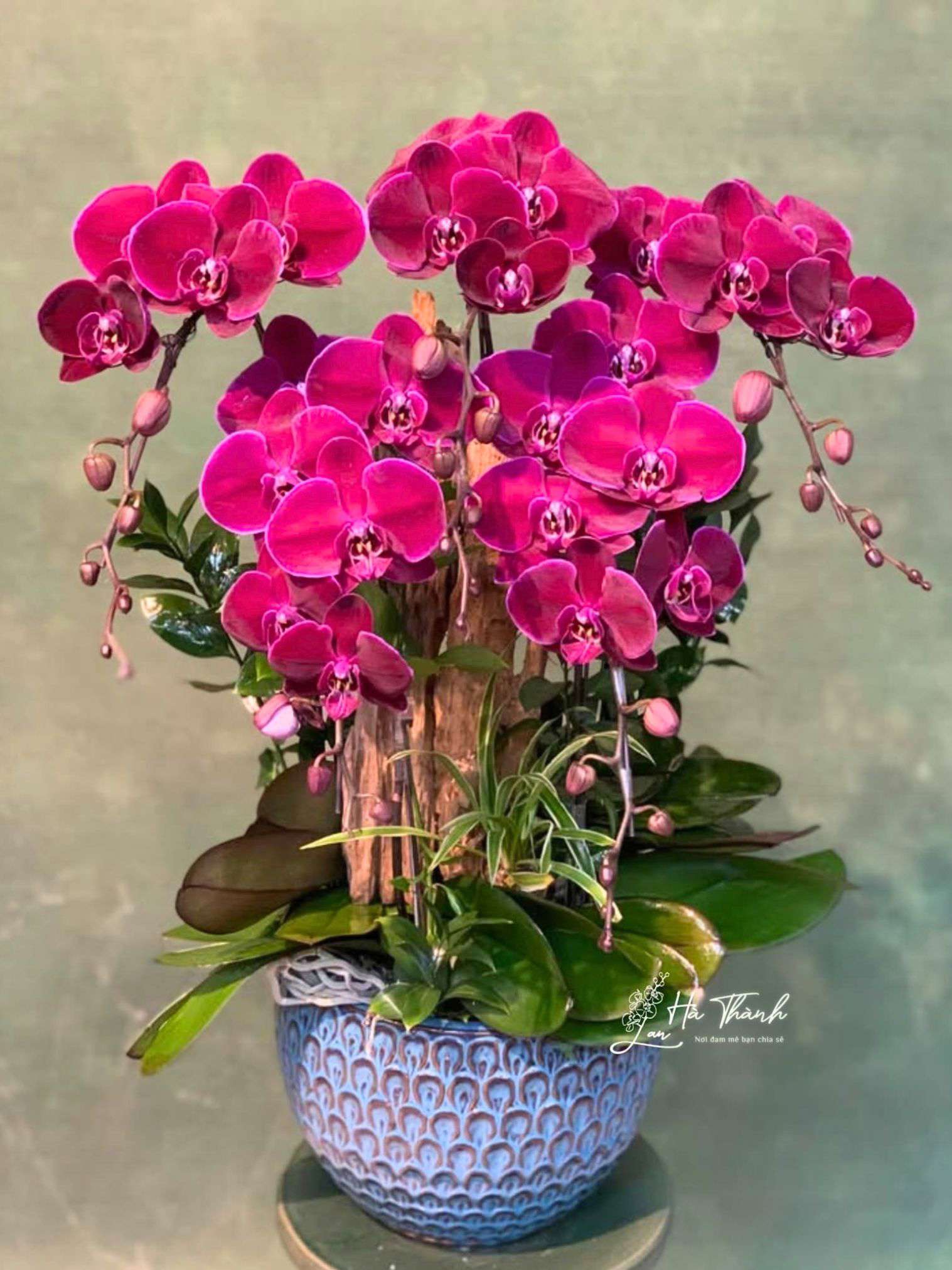 Chậu Hoa Lan Hồ Điệp Màu Cherry Trang Trí Góc Nhỏ